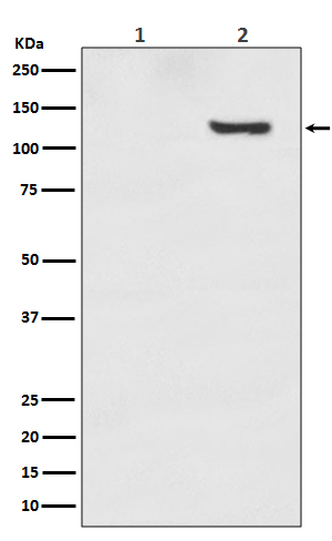 Phospho-SIRT1 (T530) Rabbit mAb