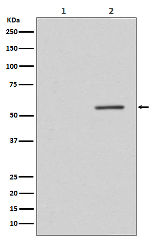 Phospho-PTEN (S380) Rabbit mAb