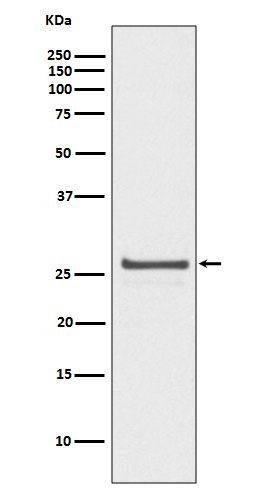 Phospho-Hsp27 (S82) Rabbit mAb