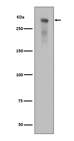 Phospho-DNA PKcs (S2056) Rabbit mAb