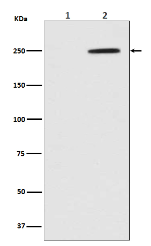 Phospho-GCN2 (T899) Rabbit mAb