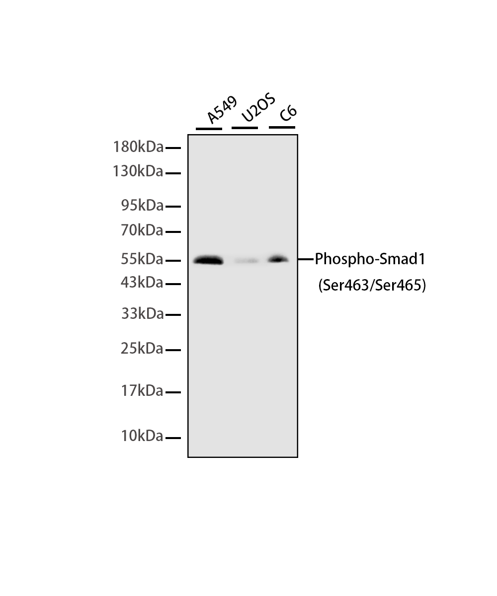 Phospho-Smad1 (Ser463/Ser465) Rabbit mAb