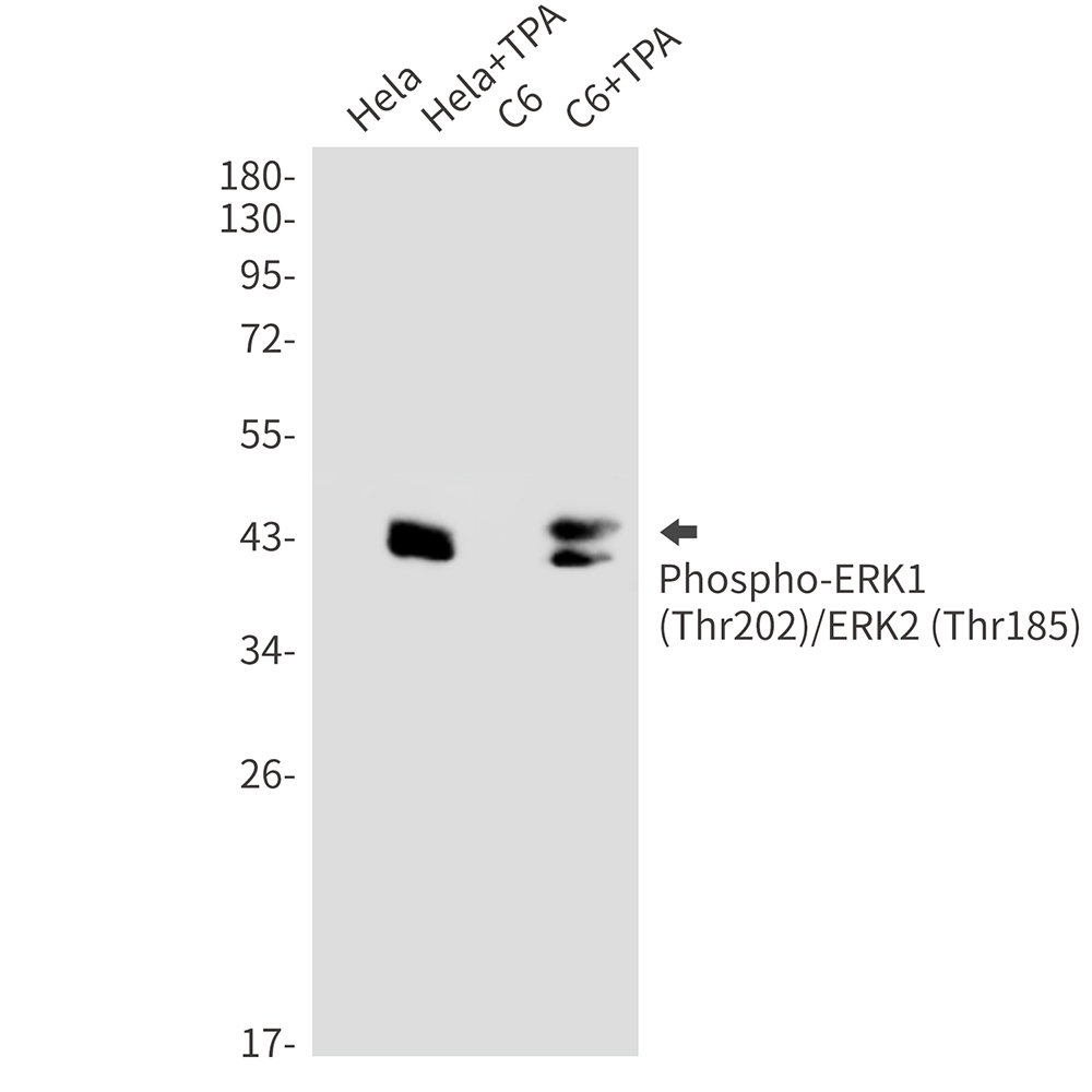 Phospho-ERK1/2 (Thr202/Thr185) Rabbit mAb
