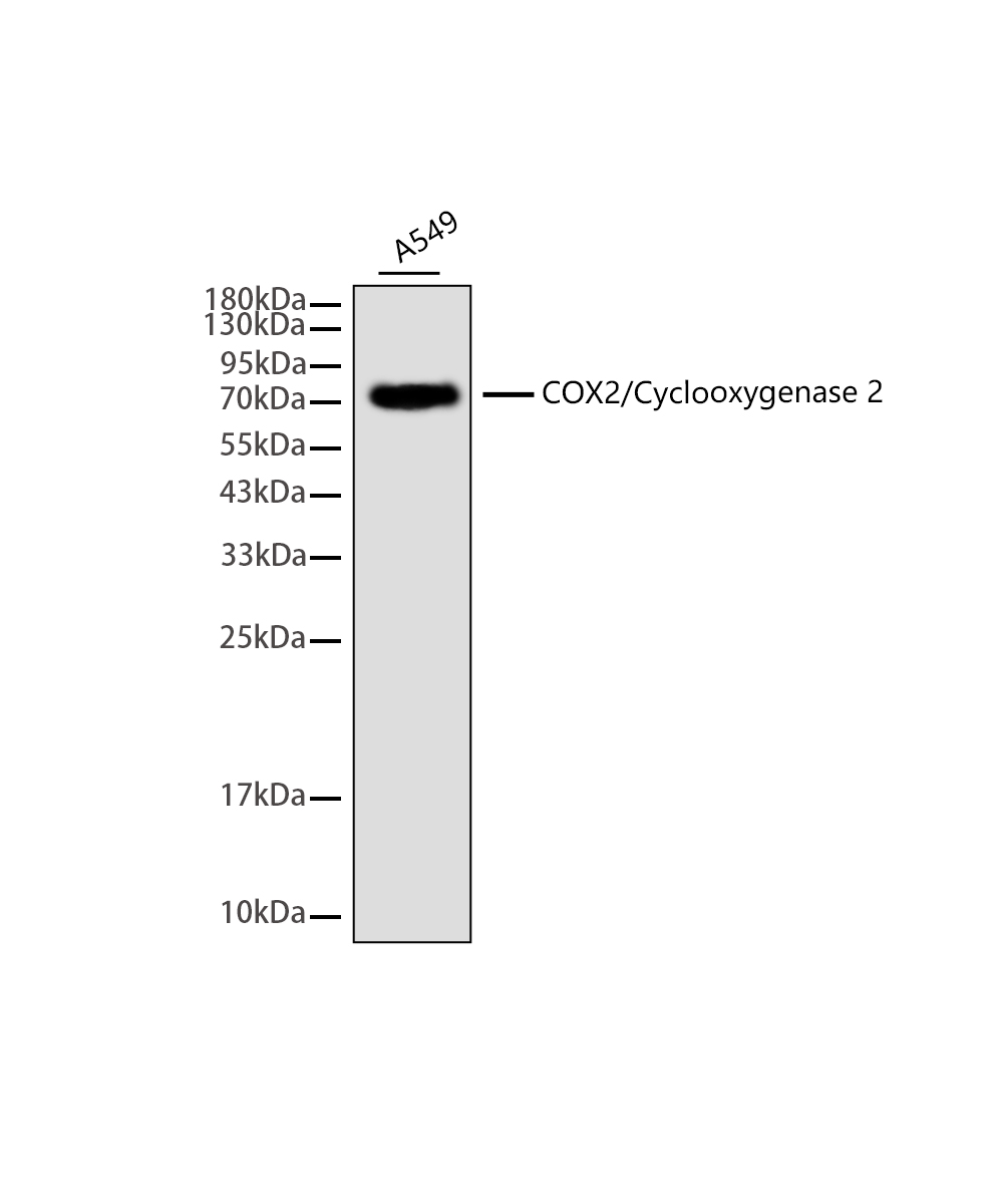 Cyclooxygenase 2 Rabbit mAb