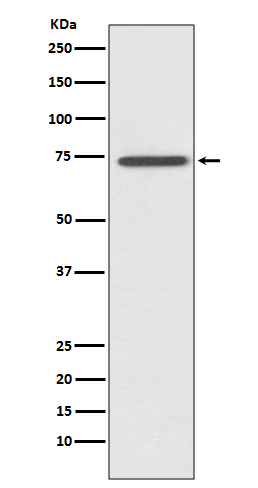 RIPK1/RIP Rabbit mAb