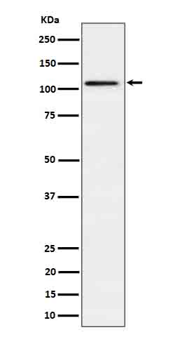 Ube1L / UBA7 Rabbit mAb