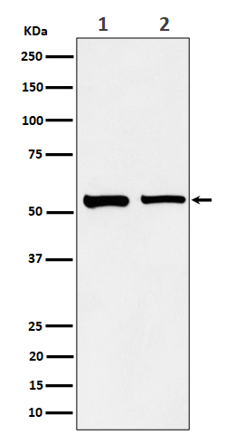 SNX4 Rabbit mAb