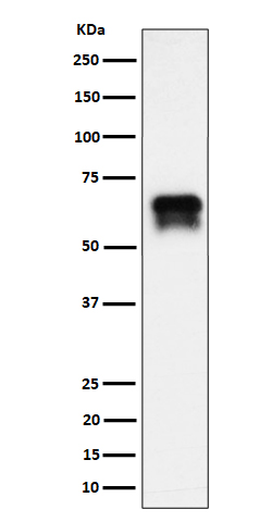 PCTAIRE1 Rabbit mAb