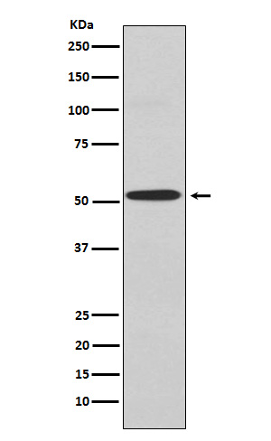 Kir2.1 Rabbit mAb