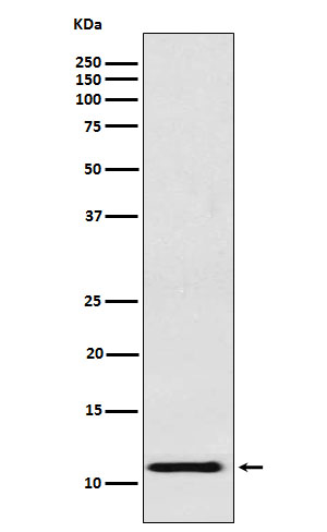 fetal hemoglobin Rabbit mAb