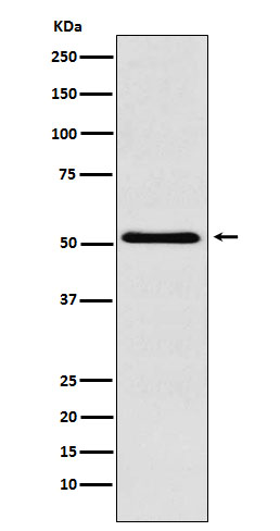 BAF57/SMARCE1 Rabbit mAb