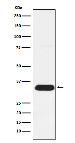 Syntenin Rabbit mAb