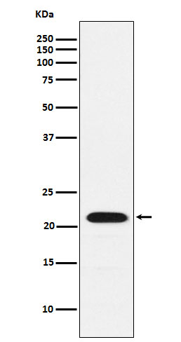 CBFb Rabbit mAb