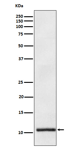 Apolipoprotein A II Rabbit mAb