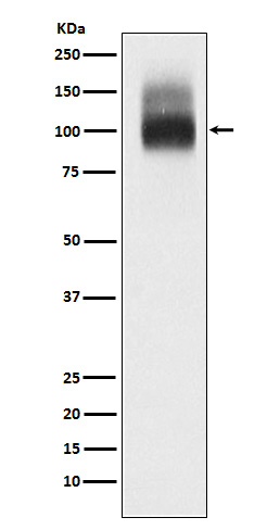 Band 3 / CD233 Rabbit mAb