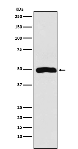 Arp3 Rabbit mAb