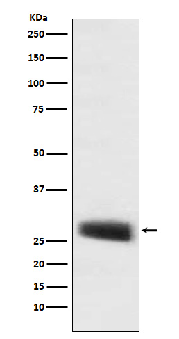 POMC  Rabbit mAb