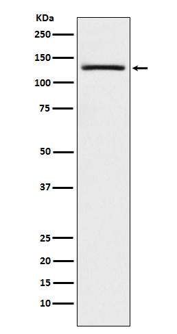USP28  Rabbit mAb