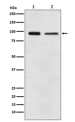 EEF2  Rabbit mAb