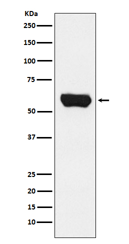 Lck  Rabbit mAb