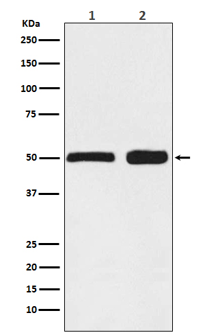 Ephrin B2  Rabbit mAb