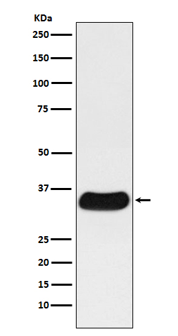 GAL4 Rabbit mAb
