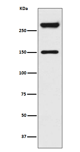 Alpha Fodrin Rabbit mAb