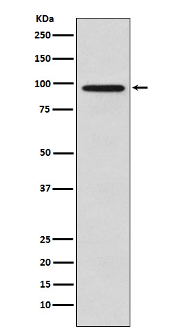 Golgin 97 Rabbit mAb