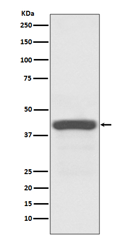 Apg3 Rabbit mAb