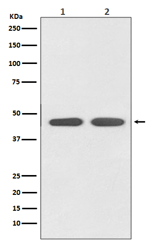 AGTR1  Rabbit mAb