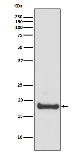 ARF6 Rabbit mAb
