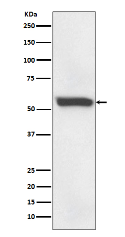 58K Golgi protein Rabbit mAb