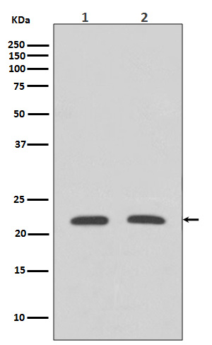 Rho A Rabbit mAb