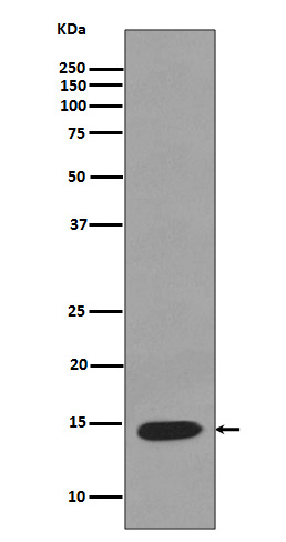 Lysozyme  Rabbit mAb