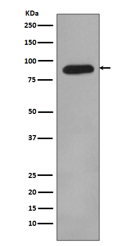 HIF-1 beta  Rabbit mAb