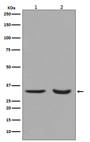 active + pro Caspase 3   Rabbit mAb