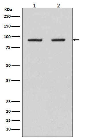 Hsp90 beta  Rabbit mAb