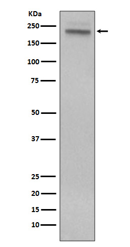 CD45  Rabbit mAb