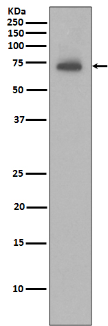 IAP2  Rabbit mAb