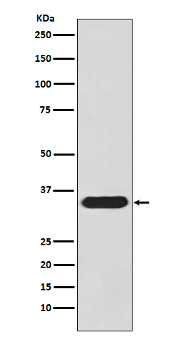 pro Caspase 3 Rabbit mAb