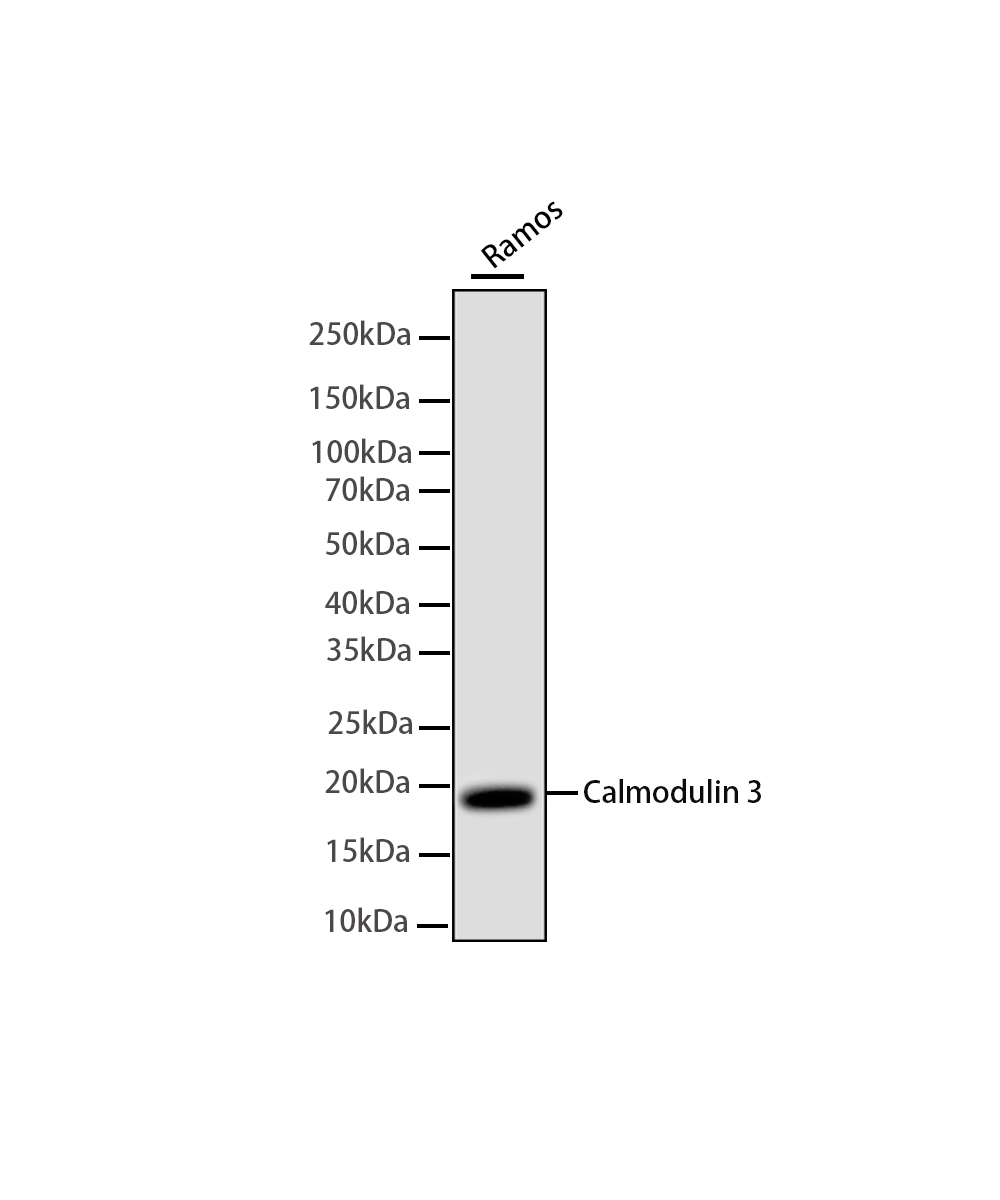 Calmodulin 3 Rabbit mAb