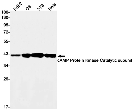 cAMP Protein Kinase Catalytic subunit  Rabbit mAb