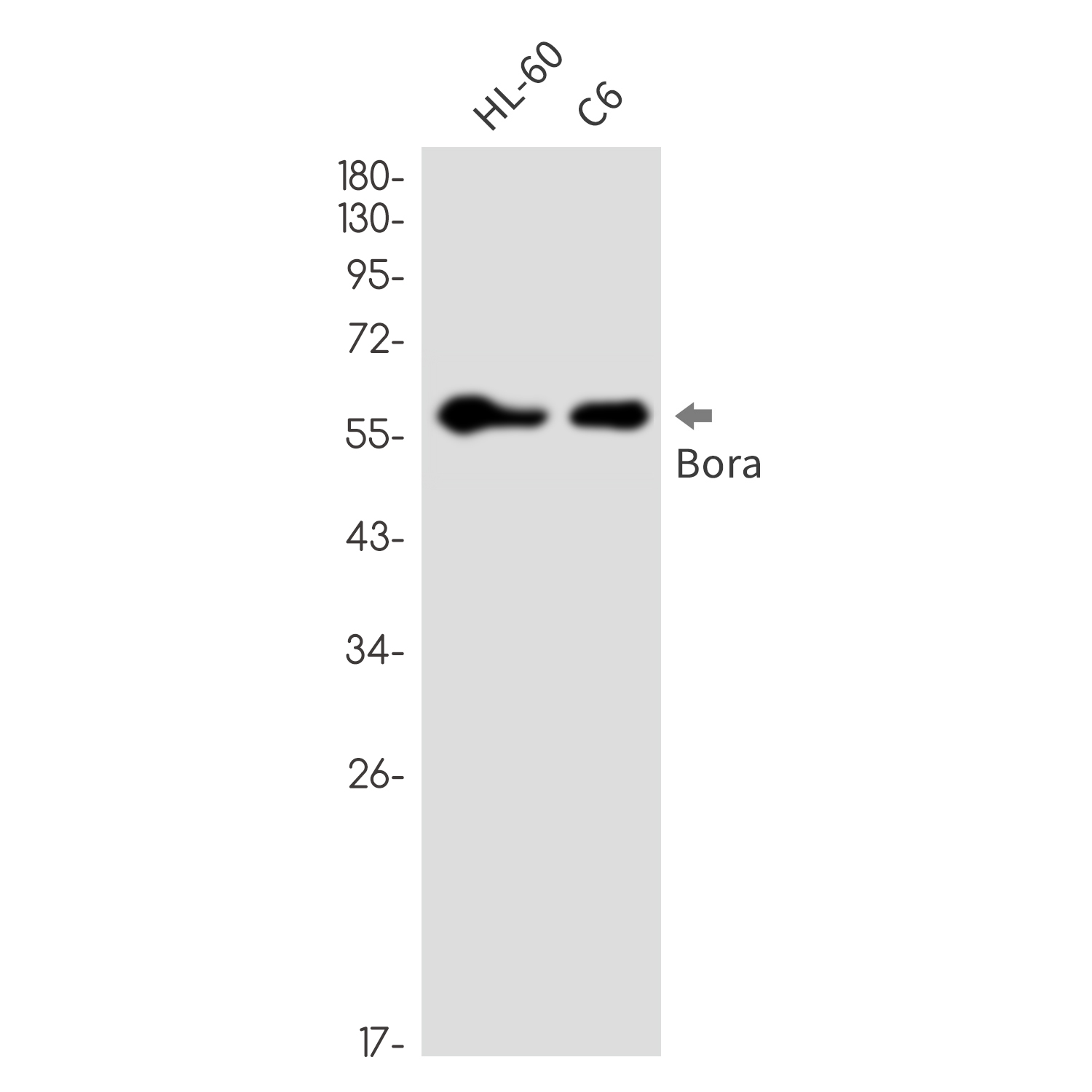 Bora Rabbit mAb