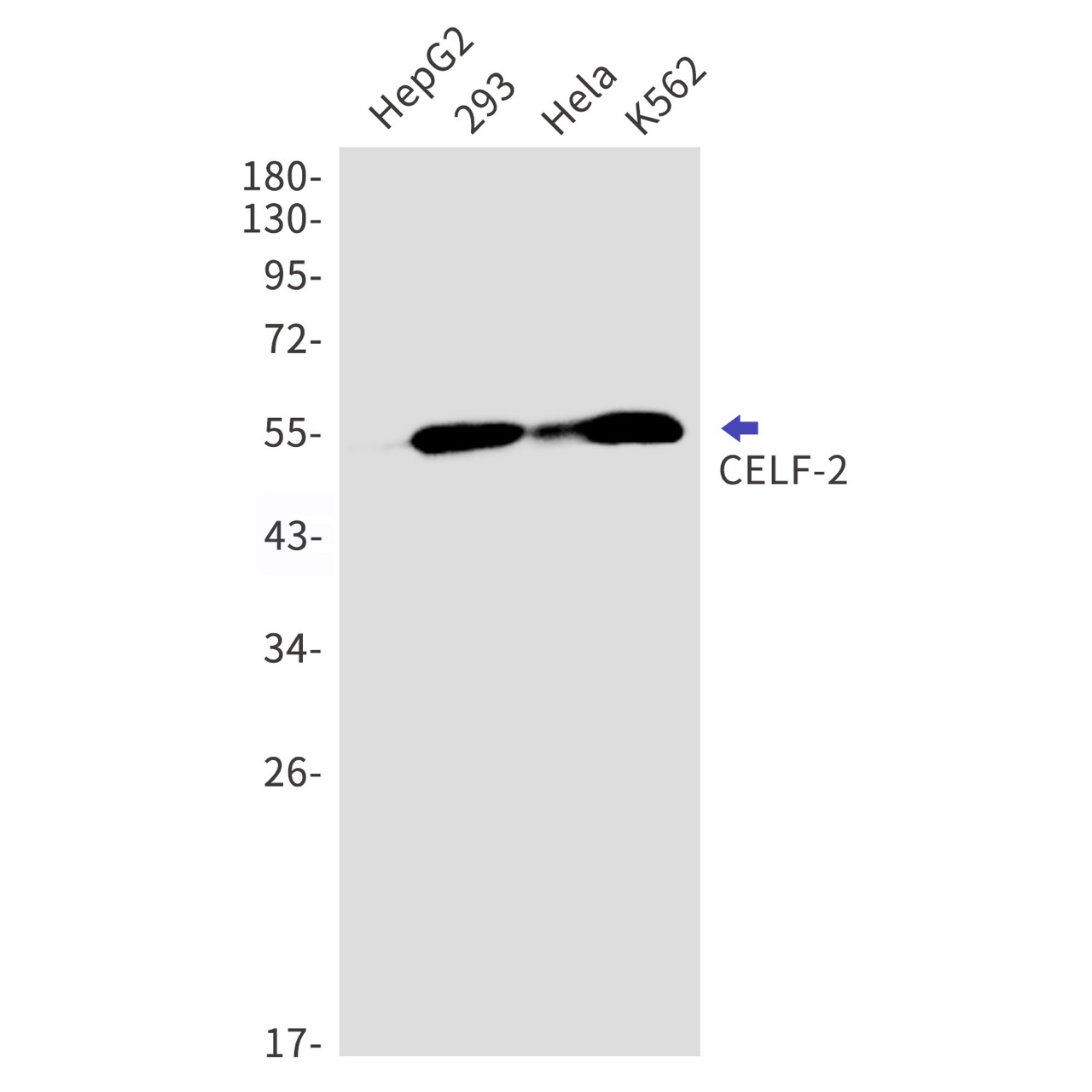CELF-2 Rabbit mAb