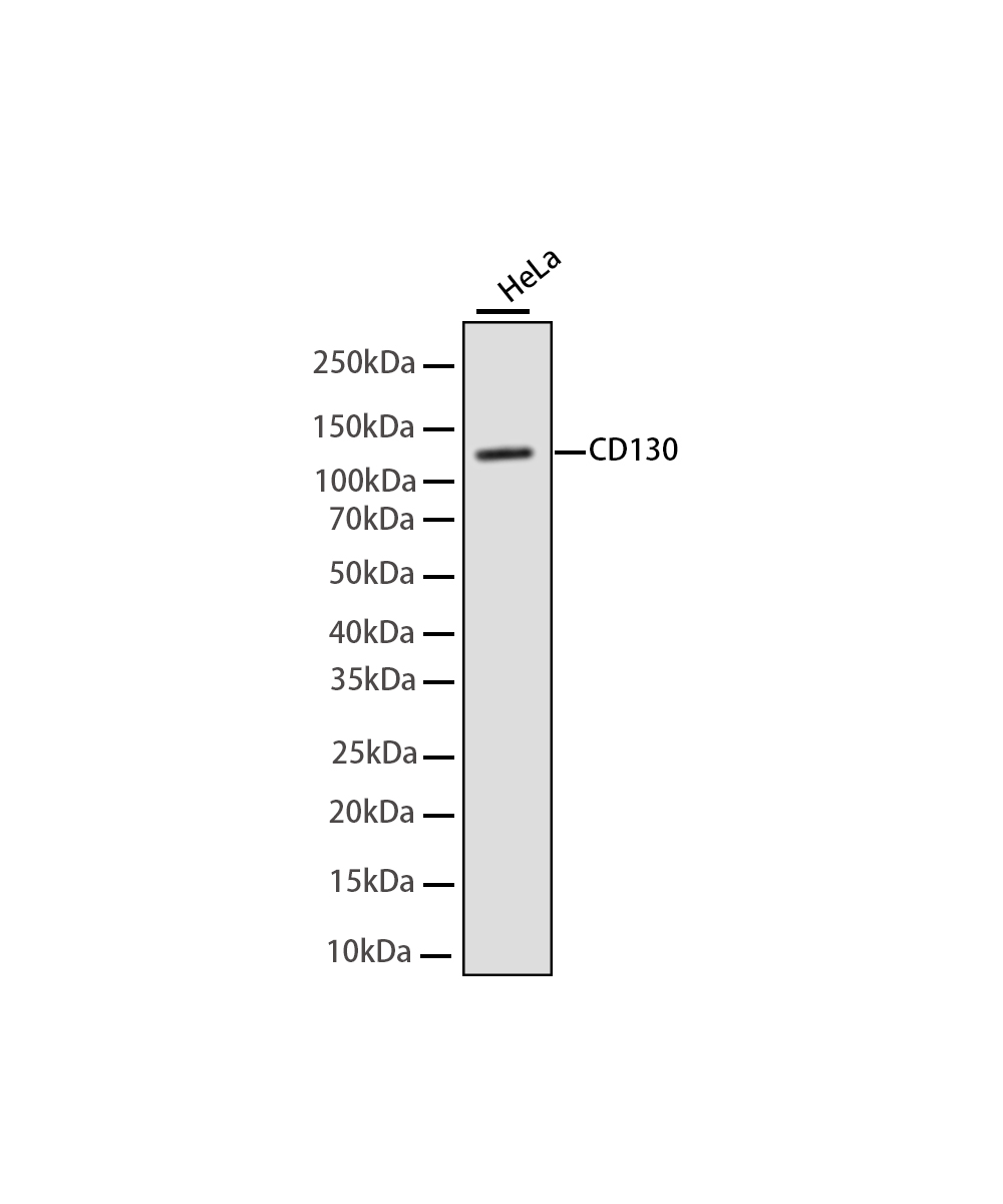 CD130 Rabbit mAb