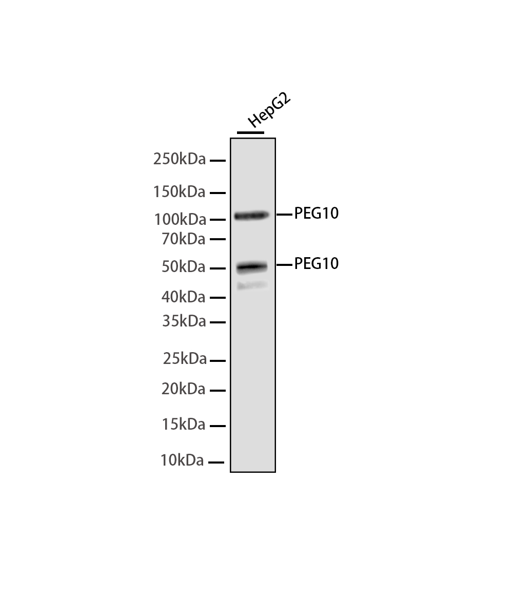 PEG10 Rabbit mAb