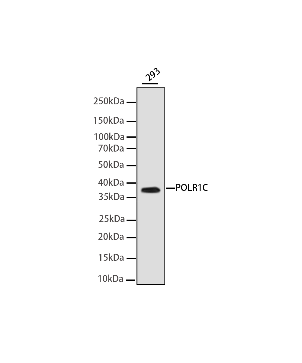 POLR1C Rabbit mAb