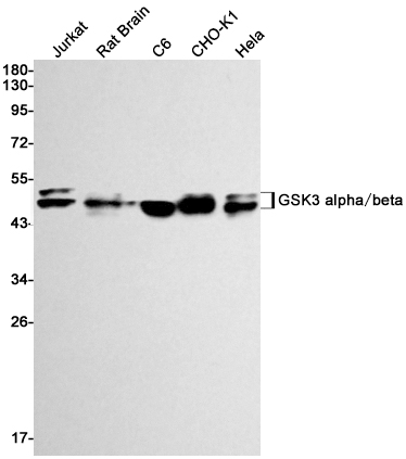 GSK3 Rabbit mAb