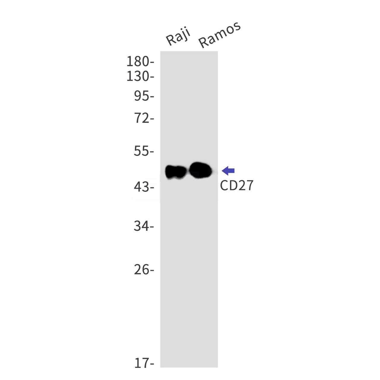 CD27 Rabbit mAb