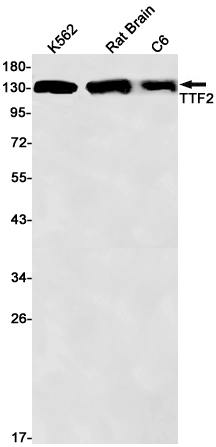 TTF2 Rabbit mAb